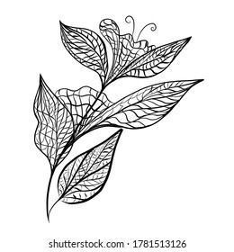 Stilblätter aus dem Zentrum, einzeln auf weißem Hintergrund. Handgezeichnete Skizze für erwachsene Antistress-Farbseiten, T-Shirt-Emblem, Logo oder Tätowierung mit Doodle, zentangle-Design-Elemente.