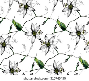 Zentangle estilizado Pasión flor, hoja, brote y zarcillo patrón transparente sobre fondo blanco. Diseño de tela y alfombra. Fondo de Vector negro, verde y blanco. Dibujado a mano ilustración vintage grabada.