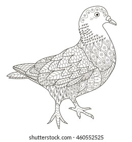 Zentangle stylized pigeon for coloring page. Anti-stress monochrome pattern. Vector illustration
