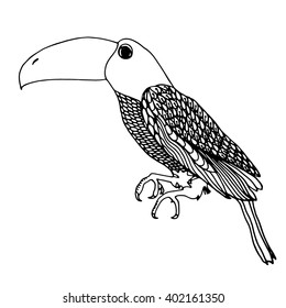 Zentangle toucan doodle on white background.Graphic illustration vector  ready for coloring.