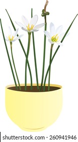 Zephyranthes candida