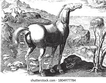 Zephyrus fertilizes a mare, anonymous, after Hieronymus Wierix, after Jan van der Straet, 1624 - before 1648 Zephyrus, the west wind, fertilizes a mare with his breath, vintage engraving.