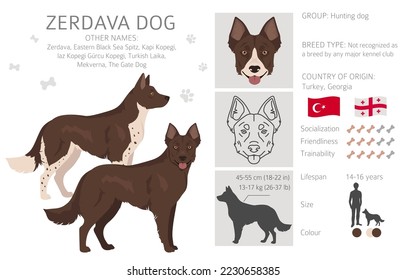 Zerdava dog clipart. All coat colors set.  All dog breeds characteristics infographic. Vector illustration