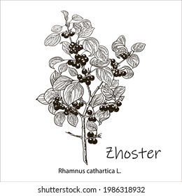 Rama de árbol de zhoster con bayas y hojas. Ave-cereza dibujada a mano. Ilustración vectorial grabada.