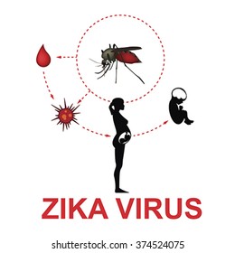 Zika Virus Infection Of Pregnant Women, Vector