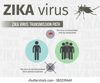 Zika virus infographic include transmission path. EPS 10 template