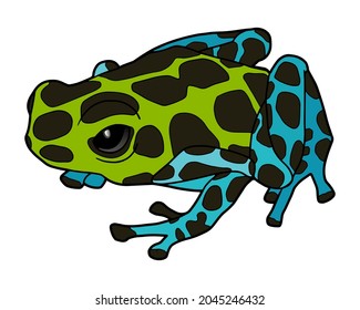 Zimmermann's dart frog. Little poisonous frog. Tropical yellow-blue frog. 