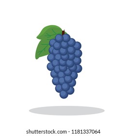 zin grapes vector illustration