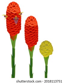 Zingiber spectabile, ginger flowers on a white isolated background.