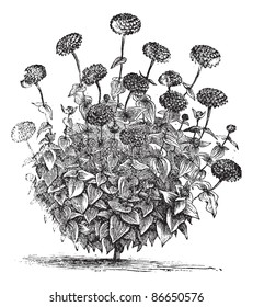 Zinnia double or Zinnia elegans, vintage engraving. Old engraved illustration of Zinnia double isolated on a white background. Trousset encyclopedia (1886 - 1891).