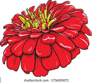 Zinnia elegans with brilliant colors. Elegant red flower. Hand-drawn vector illustration.