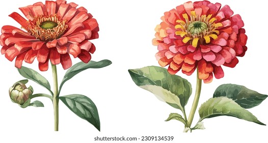 Zinnia elegans flower clipart, isolated vector illustration.