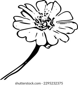 Zinnia elegans flower vector illustration on a white background