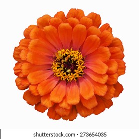 Zinnia elegans, vector