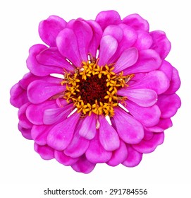 Zinnia elegans, vector