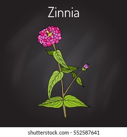 Zinnia elegans, or youth-and-age, flowering plant. Hand drawn botanical vector illustration