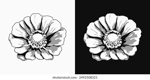 Zinnia flower head. Single isolated illustration. Image tracing, cleaned and simplified illustration. Realistic style. Not AI.