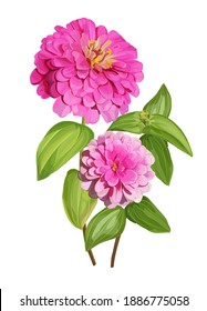 Zinnia flower  isolated vector illustration