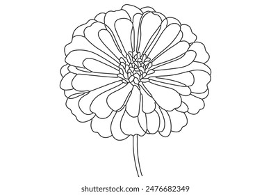 Zinnia Flower Vector Line art on white background