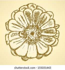 Zinnia flower, vector sketch background