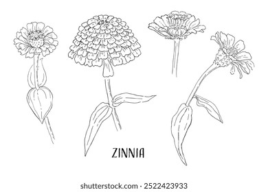Zinnia flowers set. Hand drawn illustration. Ink graphic