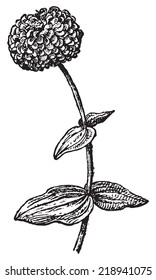 Zinnia or Zinnie, vintage engraved illustration. Dictionary of words and things - Larive and Fleury - 1895.