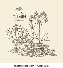 Zira, Cumin: Plant And Cumin Seeds. Vector Hand Drawn Illustration.