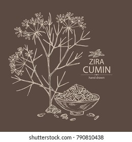 Zira, cumin: plant and cumin seeds. Vector hand drawn illustration.