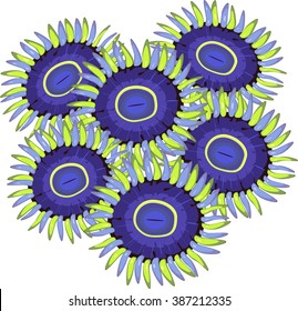 Zoanthus