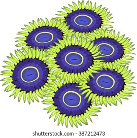 Zoanthus
