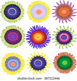 Zoanthus set