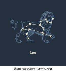 Zodiac constellation of Leo on background of hand drawn symbol in engraving style. Vector retro graphic illustration of astrological sign Lion.