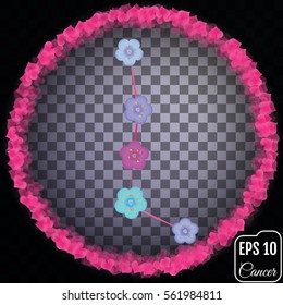 Zodiac sign Cancer. Flowers concept. Primula concept. Constellation Cancer. Transparent background.