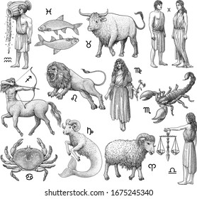 Zodiac signs illustration  drawing  engraving  ink  line art  vector