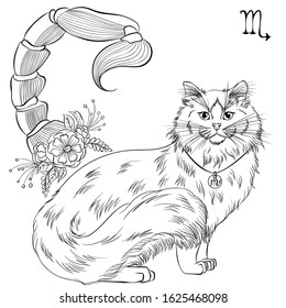 Zodiac. Vector illustration of the astrological sign of Scorpio as a fluffy cat breed Ragdoll. Line art template suitable for coloring book page. Print isolated on white background