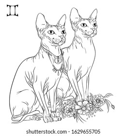 Zodiac. Vector illustration of the astrological sign of Gemini as a Sphynx cat sitting sideways. Line art template suitable for coloring book page. Print isolated on white background