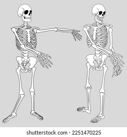 zombie Skeleton vector art, Skeleton Vector