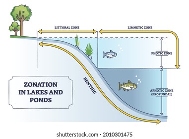 Zonation in lakes and ponds as educational freshwater levels outline diagram. Educational labeled scheme with photic, aphotic or littoral, limnetic zones as water depth measurement vector illustration