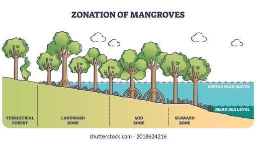 Zonierung von Mangroven-Bäumen als Ökosystem-Rahmendiagramm für Waldpflanzenarten. Schema mit terrestrischen, landwärts-, mittel- und seewärts Zonen als Unterteilung für Wurzel-über-Grund-Pflanzen Vektorgrafik.