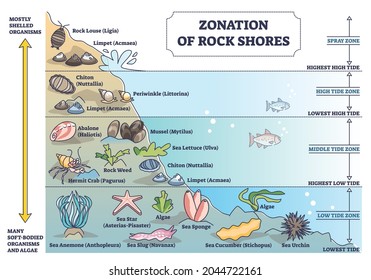 Zonation of rock shores with underwater species and organisms outline diagram. Scheme with spray and tidal zones axis as educational labeled nature description and seabed wildlife vector illustration.