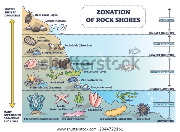 Zonation of rock shores with underwater\
species and organisms outline diagram. Scheme with spray and tidal\
zones axis as educational labeled nature description and seabed\
wildlife vector\
illustration.