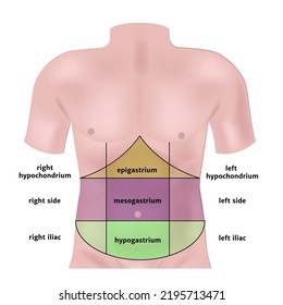 zones of the abdomen highlighted on the model. Vector illustration