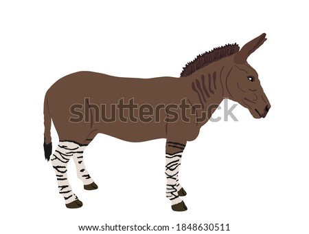 Zonkey vector illustration isolated on white background. Zebra  Donkey symbol. Zorse or zebrula or zonkie.