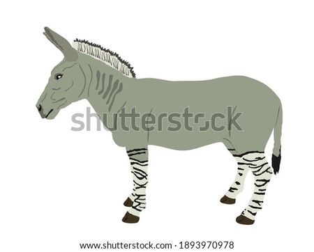 Zonkey vector illustration isolated on white background. Zebra  Donkey symbol. Zorse or zebrula or zonkie.