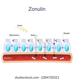 La zonulina es una proteína que aumenta la permeabilidad de las uniones estrechas entre las células del tracto gastrointestinal. sistema digestivo. células intestinales con receptores de zonulina, uniones apretadas defectuosas.