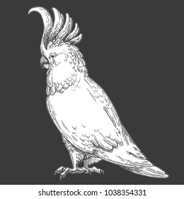 Zoo. African fauna. Cockatoo, bird, parrot. Hand drawn illustration for tattoo design, emblem, badge, t-shirt print. Engraving of wild animal. Classic vintage style image.