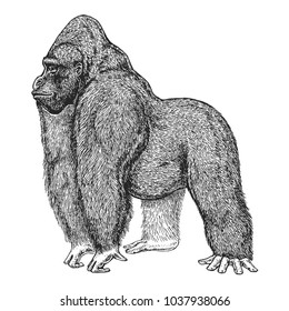 Zoo. African fauna. Gorilla. Ape. Monkey. Hand drawn illustration for tattoo design, emblem, badge, t-shirt print. Engraving of wild animal. Classic vintage style image.
