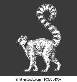 Zoo. African fauna. Lemur, madagascar. Hand drawn illustration for tattoo design, emblem, badge, t-shirt print. Engraving of wild animal. Classic vintage style image.