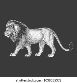 Zoo. African fauna. Lion, wild cat. Hand drawn illustration for tattoo design, emblem, badge, t-shirt print. Engraving of wild animal. Classic vintage style image.