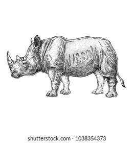 Zoo. African fauna. Rhinoceros, rhinoceros. Hand drawn illustration for tattoo design, emblem, badge, t-shirt print. Engraving of wild animal. Classic vintage style image.